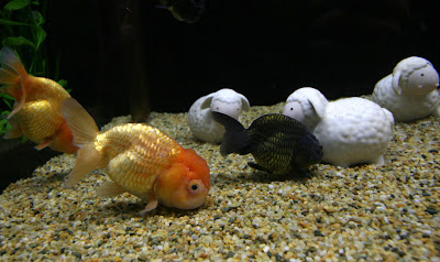 fish sheep