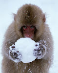 A Snowball & a Monkey