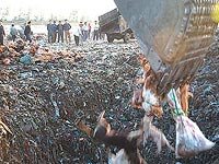 [200-Dumping-Dead-Dogs.jpg]