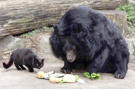 [urso1.jpg]