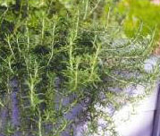 Types Of Rosemary