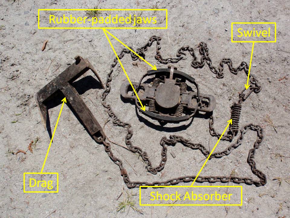 RETURN OF THE RED WOLF: Management Techniques: Trapping and Traps