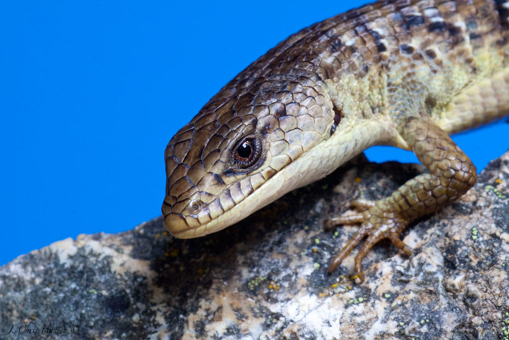 Chris The Photog Leapin' Lizards or a Cheap Model