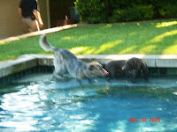 Rodeo and Harley