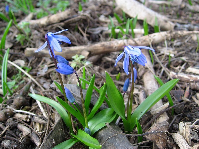 Siberian Squill Blossoms
