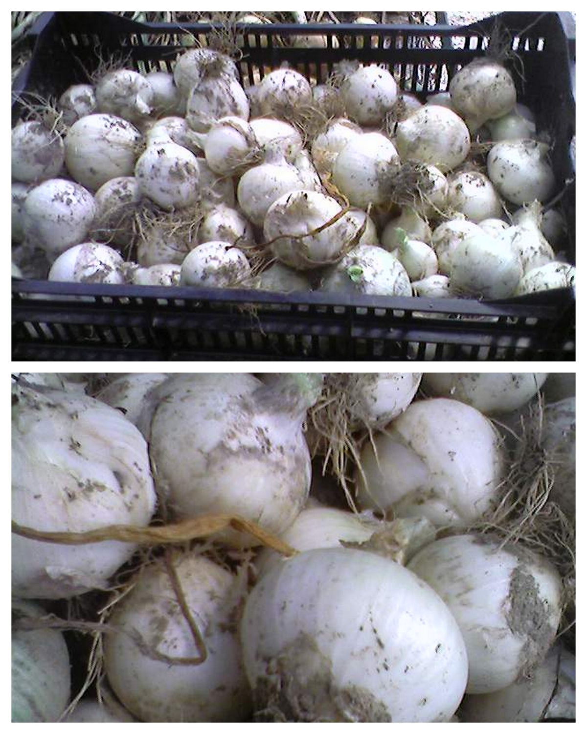 [onions+-+harvest.jpg]