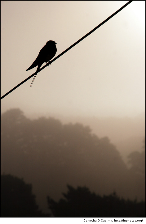 [bird_on_a_misty_morning.jpg]