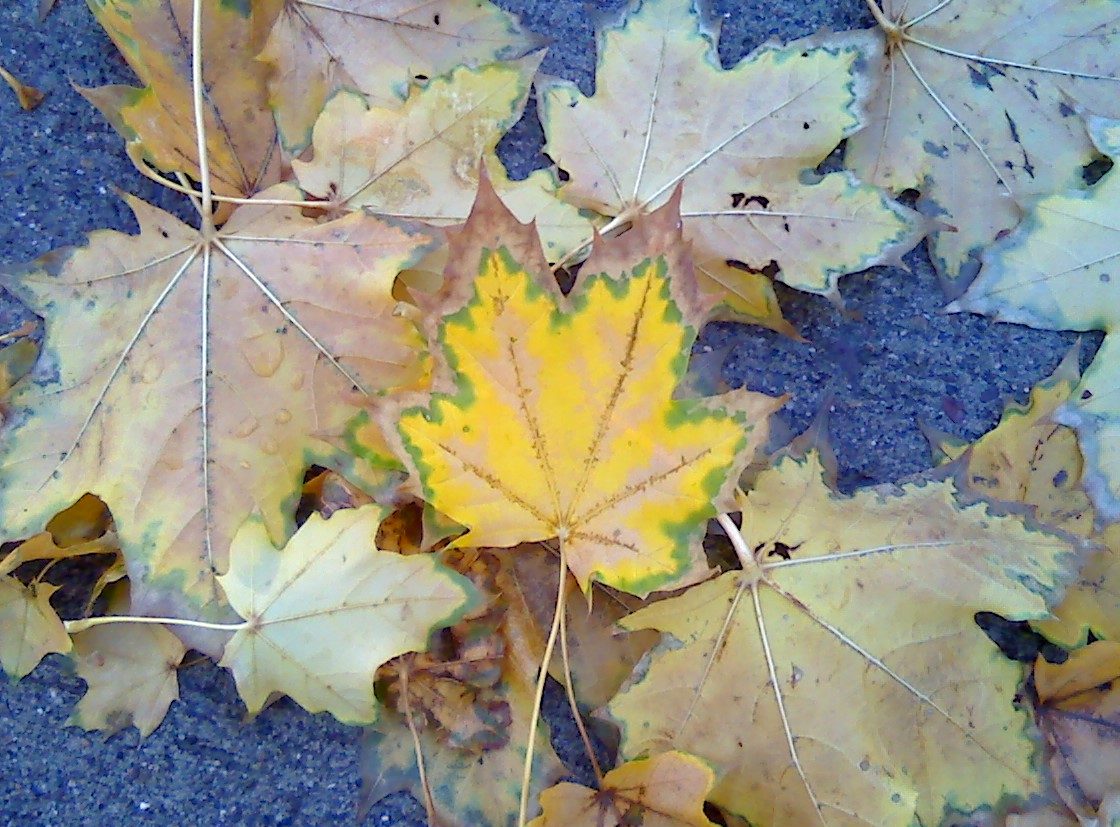 [Maple+Leaf+1.jpg]