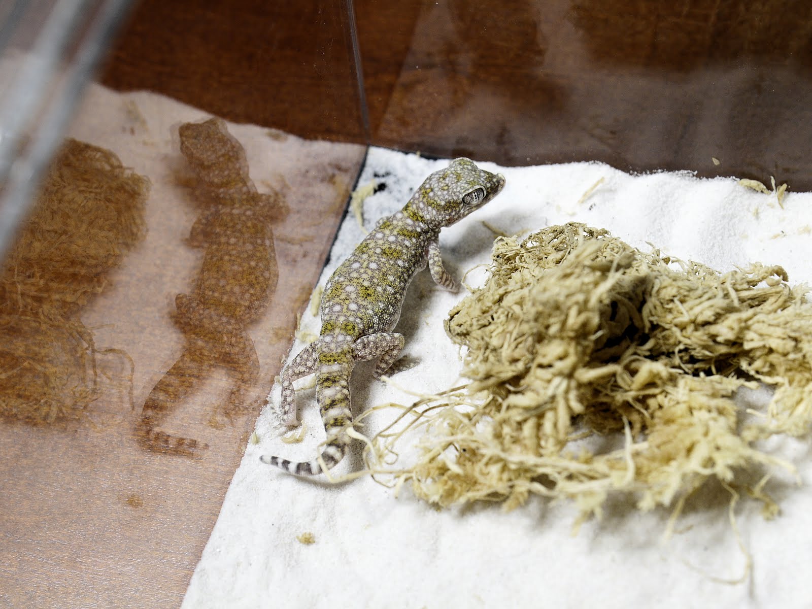 Spook In The Sky エレガンスハリユビヤモリ