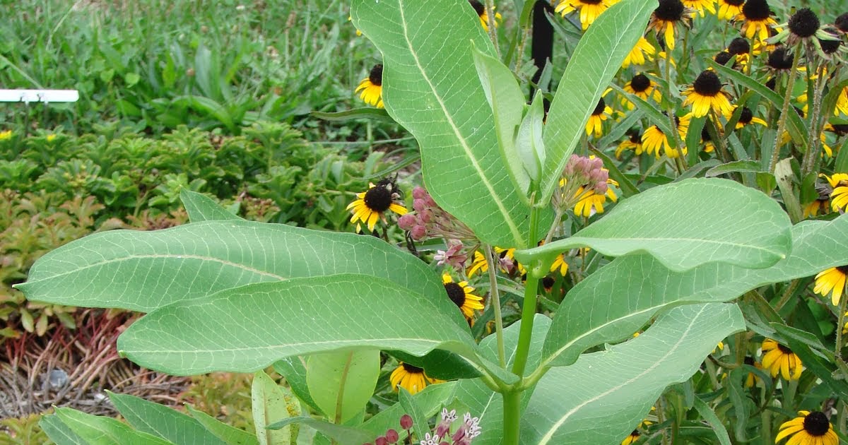 Franklin County (PA) Gardeners Beautiful Milkweed