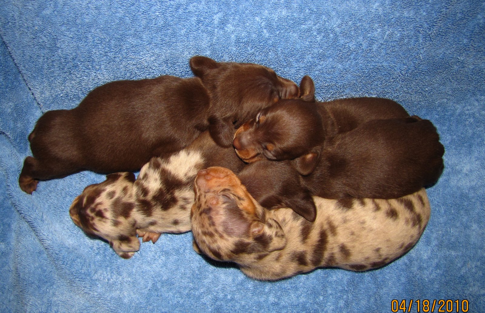 chocolate tan dachshund