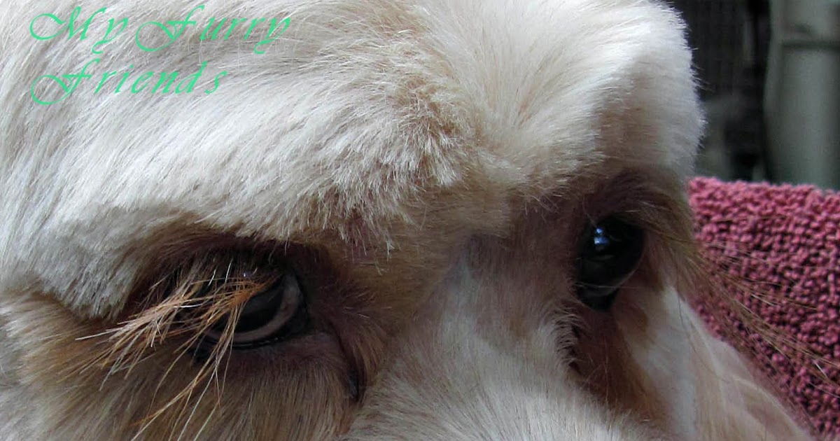 Should You Cut Your Dogs Eyelashes