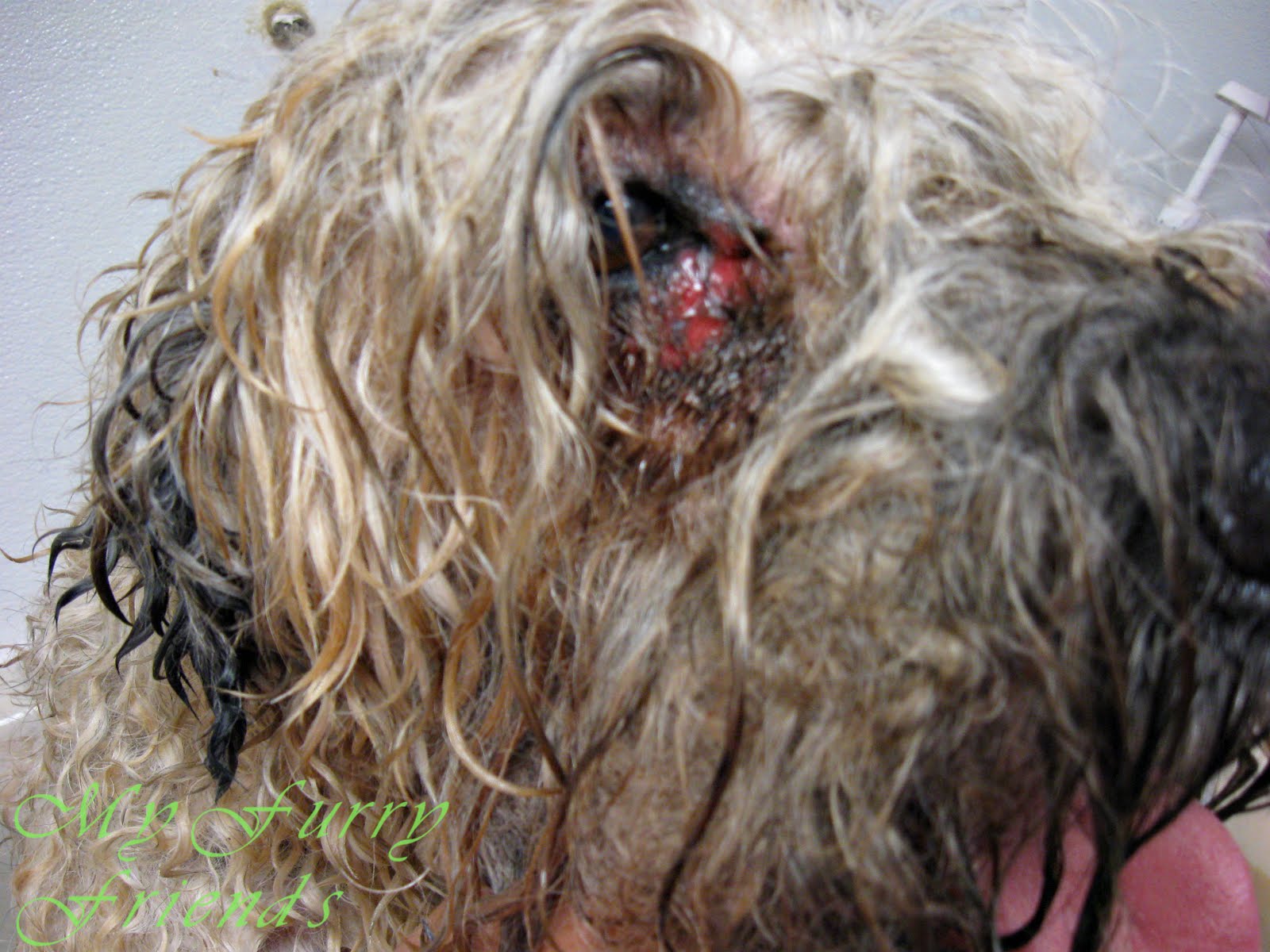 Around Eye Irritation On Dogs After Grooming Around Eye Irritation On Dogs After Grooming
