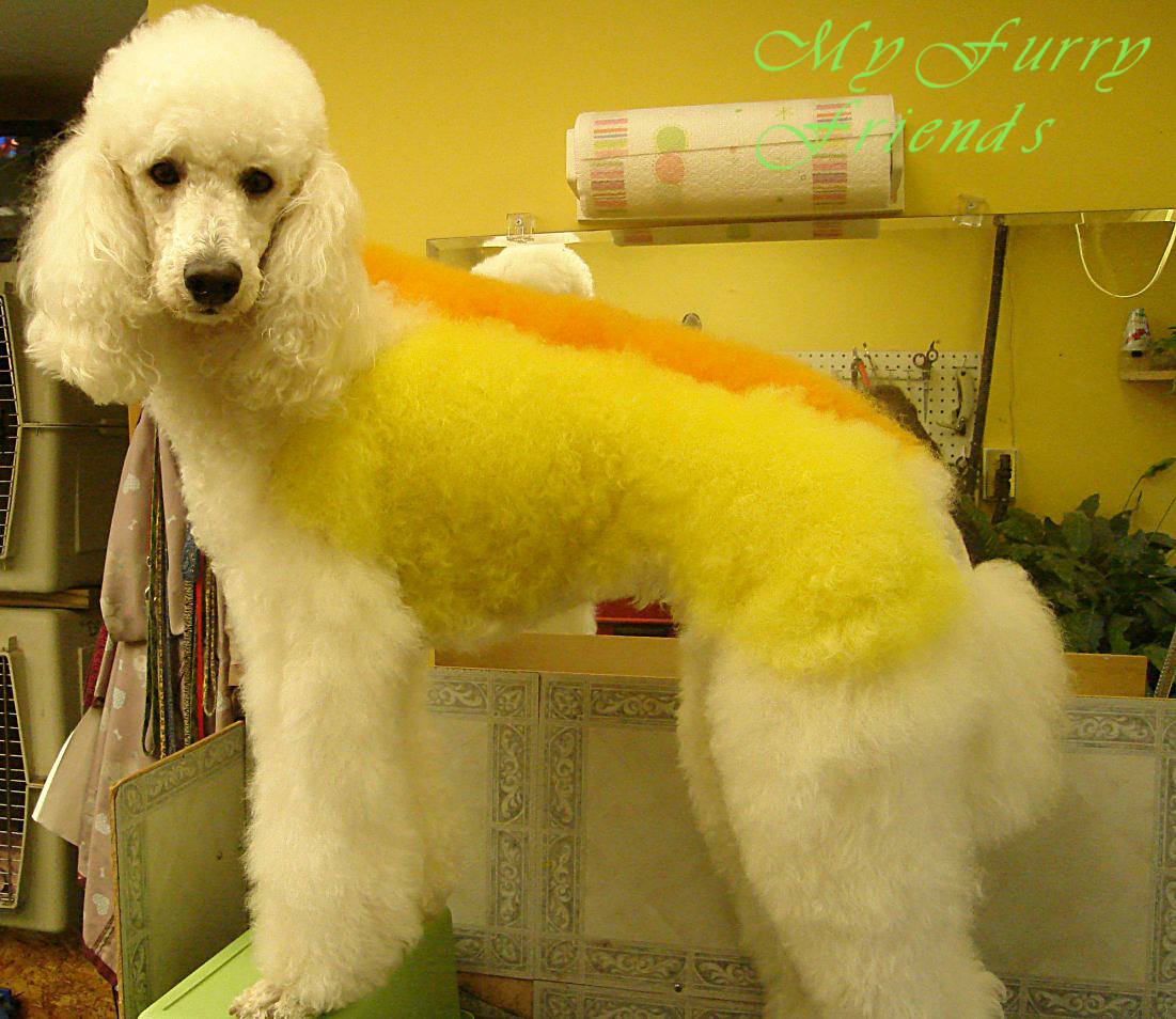 Pet Grooming: The Good, The Bad, & The Furry: Creative Grooming