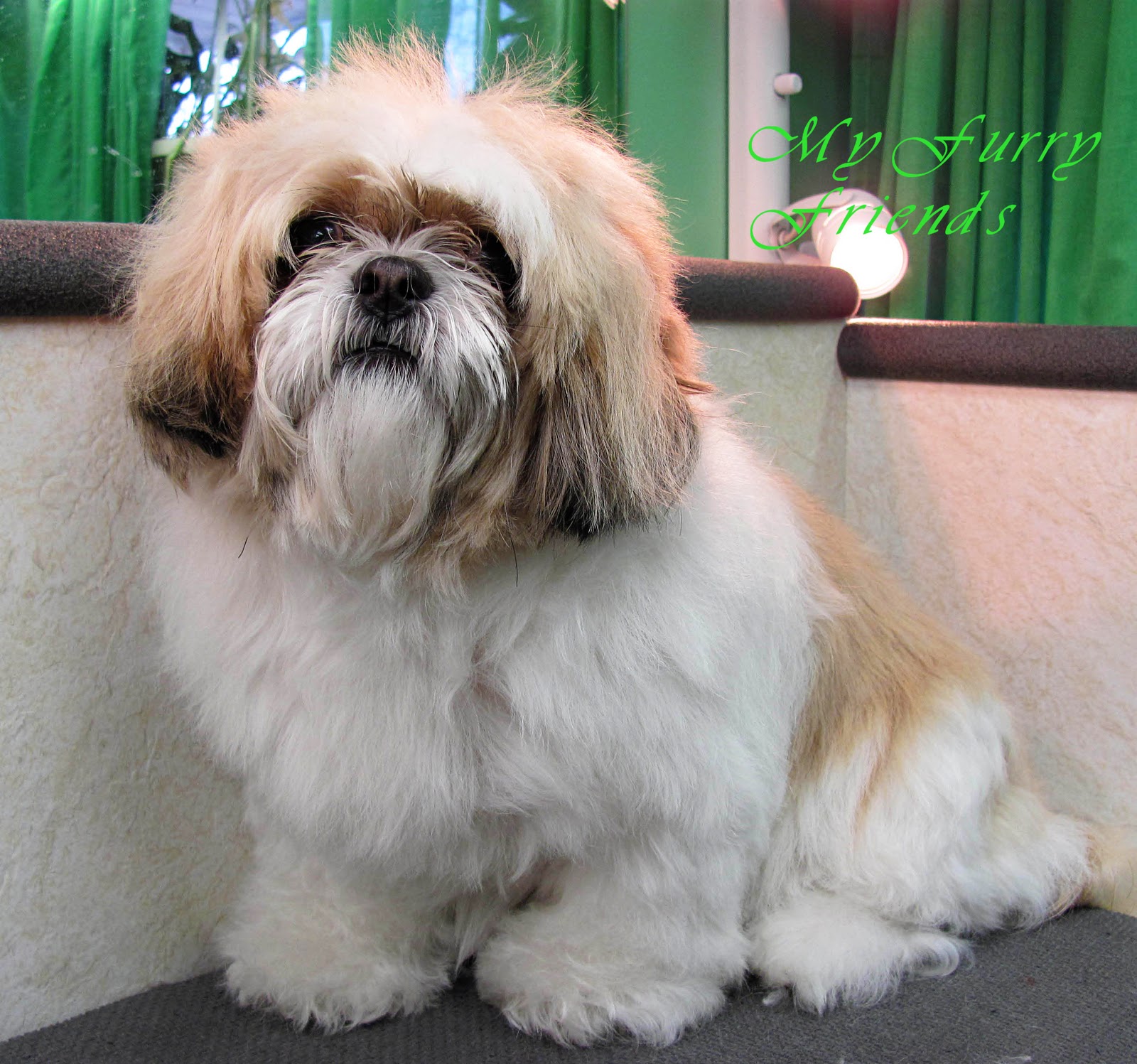 shih tzu poodle mix haircut shih poo haircut styles haircuts for shih tzu poo hairstylegalleries shih poo shih tzu poodle mix haircut shih poo haircut styles haircuts for shih tzu poo hairstylegalleries shih poo