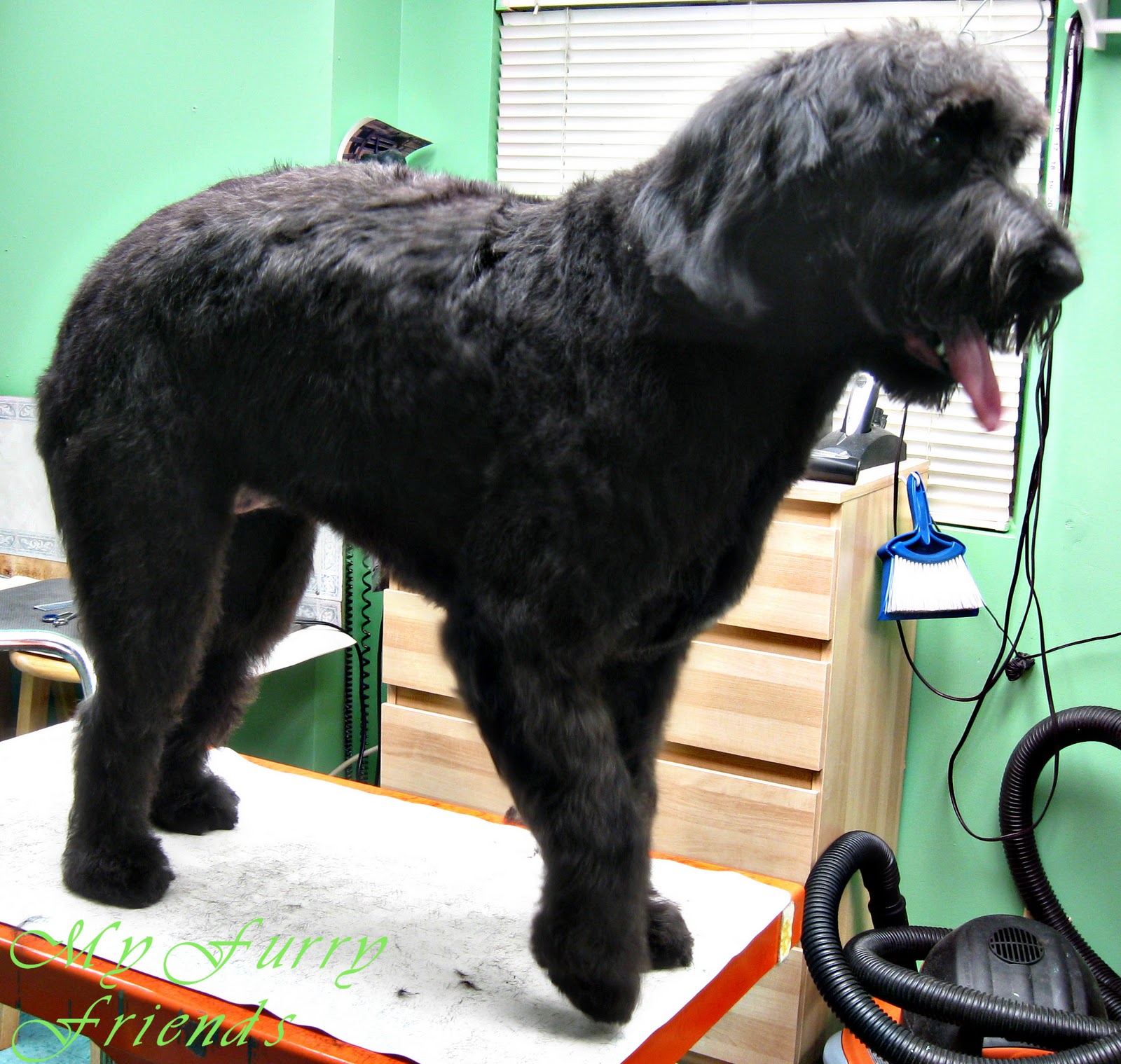 Pet Grooming The Good The Bad The Furry Grooming