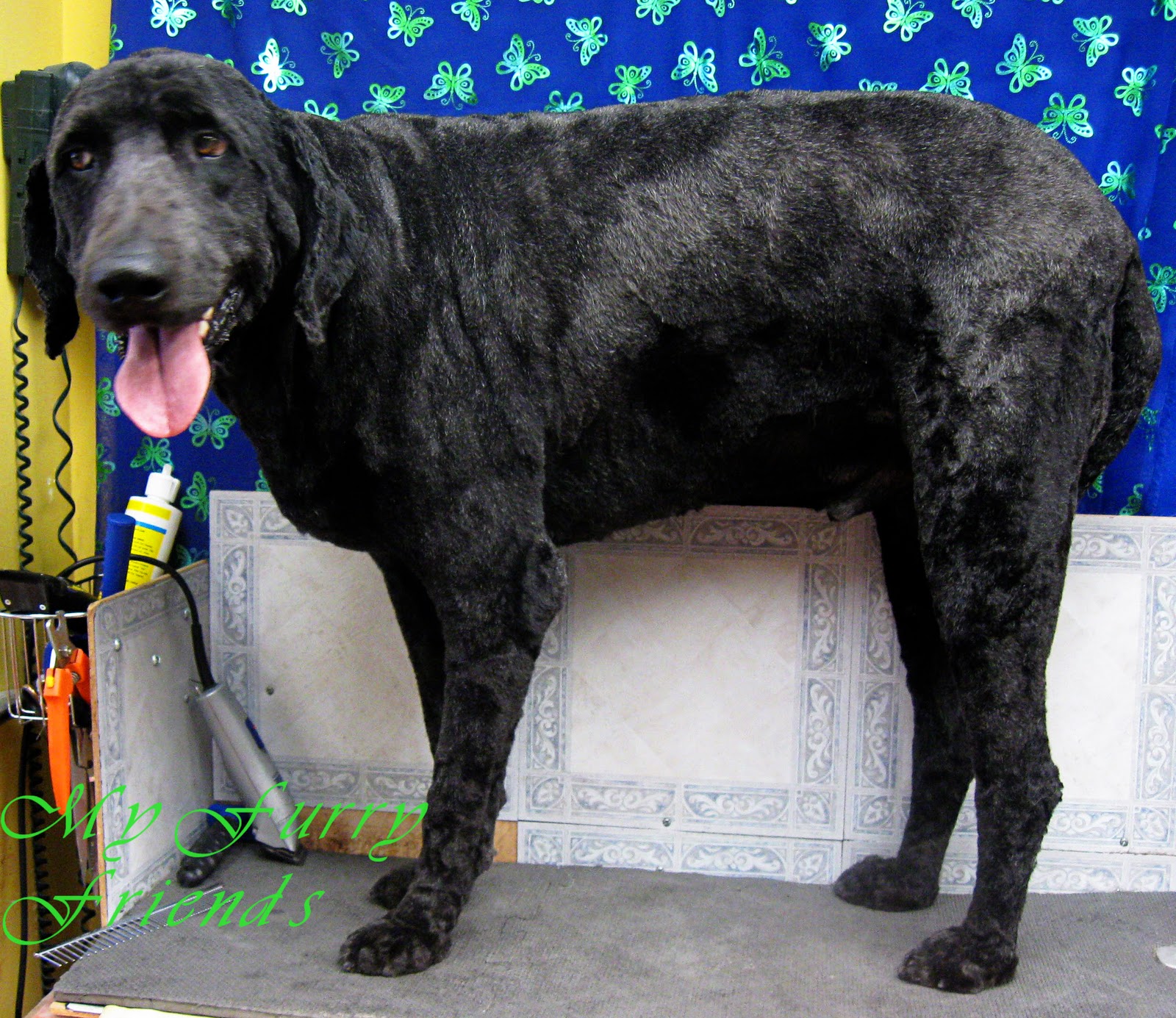 Pet Grooming The Good The Bad The Furry Grooming
