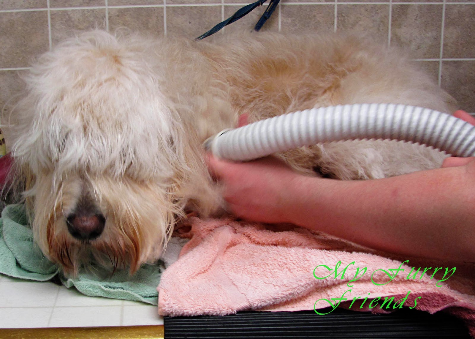 Pet Grooming The Good, The Bad, & The Furry Grooming Labradoodles