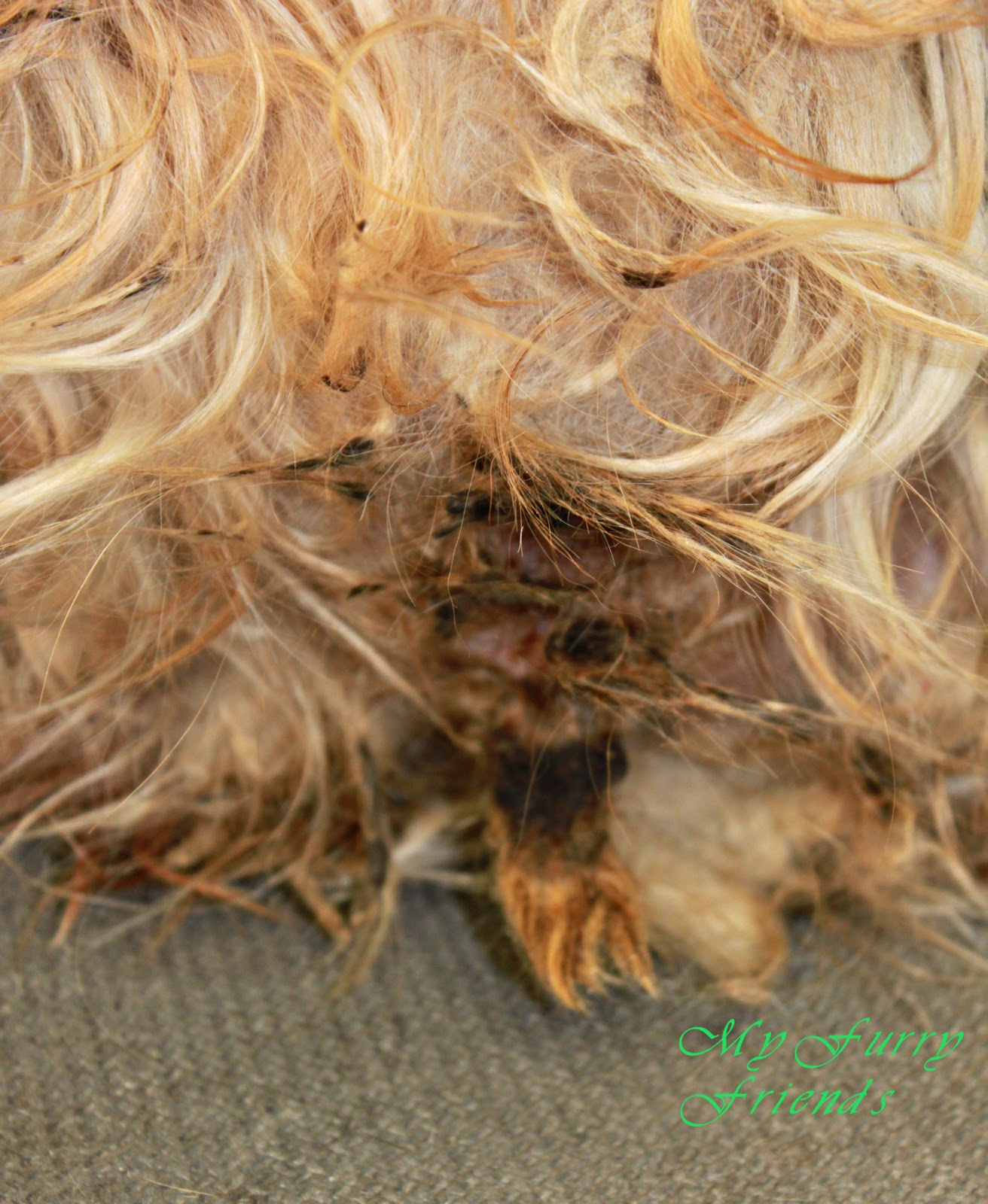 Does Matted Hair Hurt Dogs