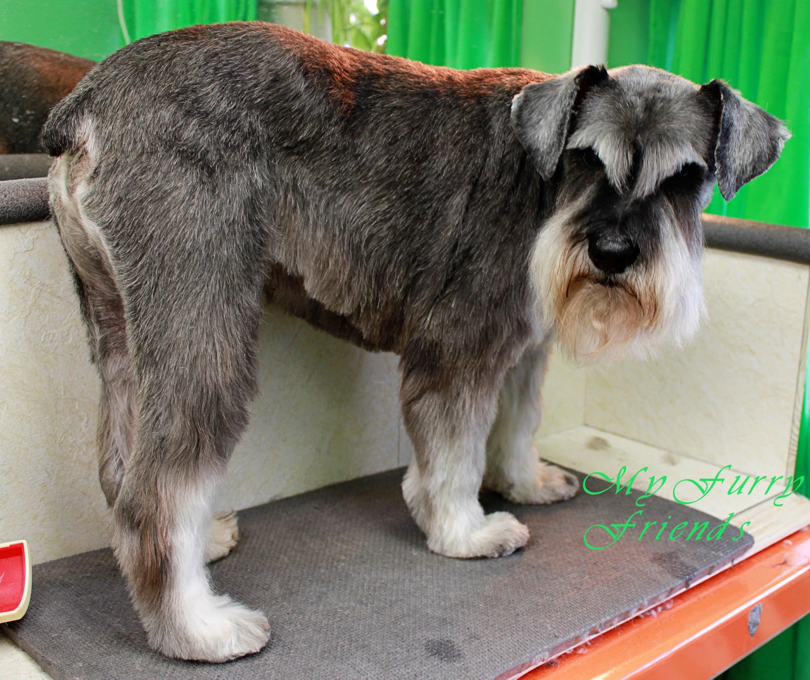 Can You Trim Dogs Eyebrows