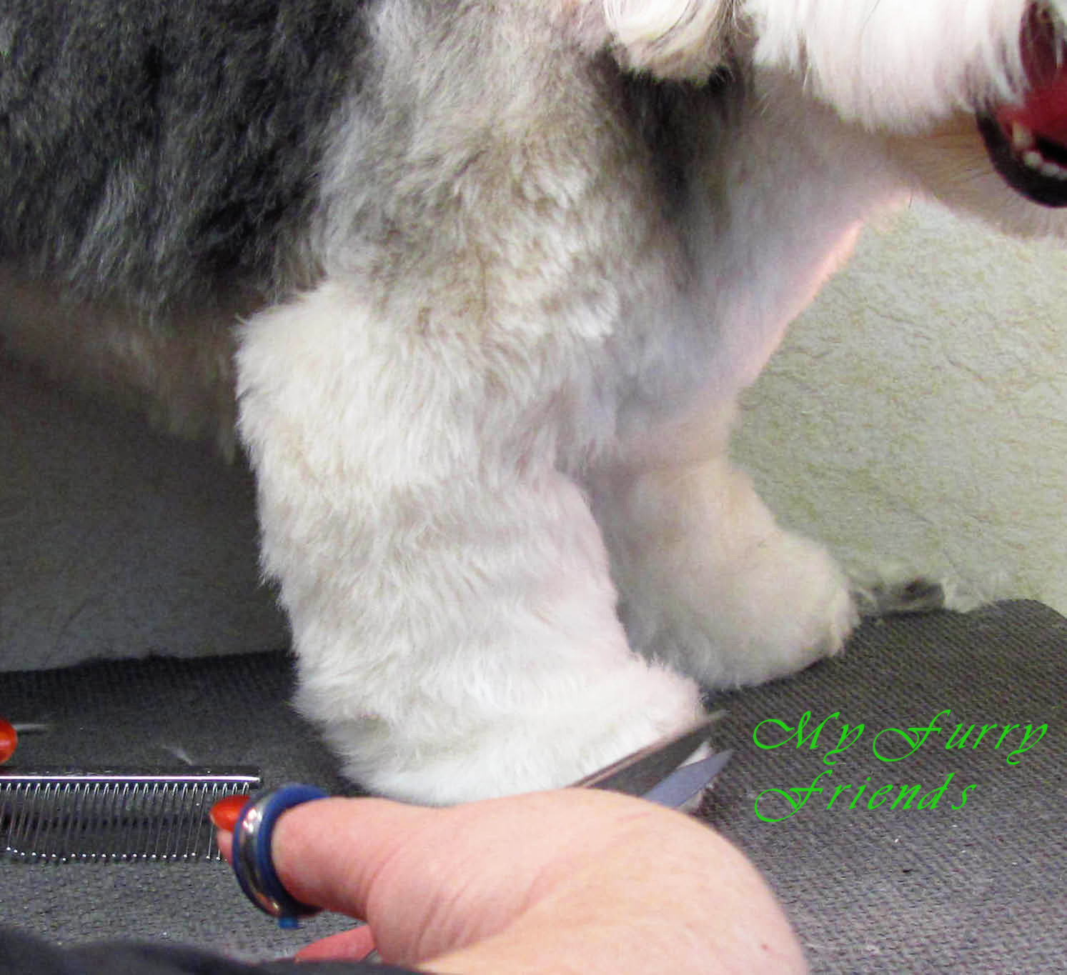 Pet Grooming The Good, The Bad, & The Furry Scissoring Feet & Legs