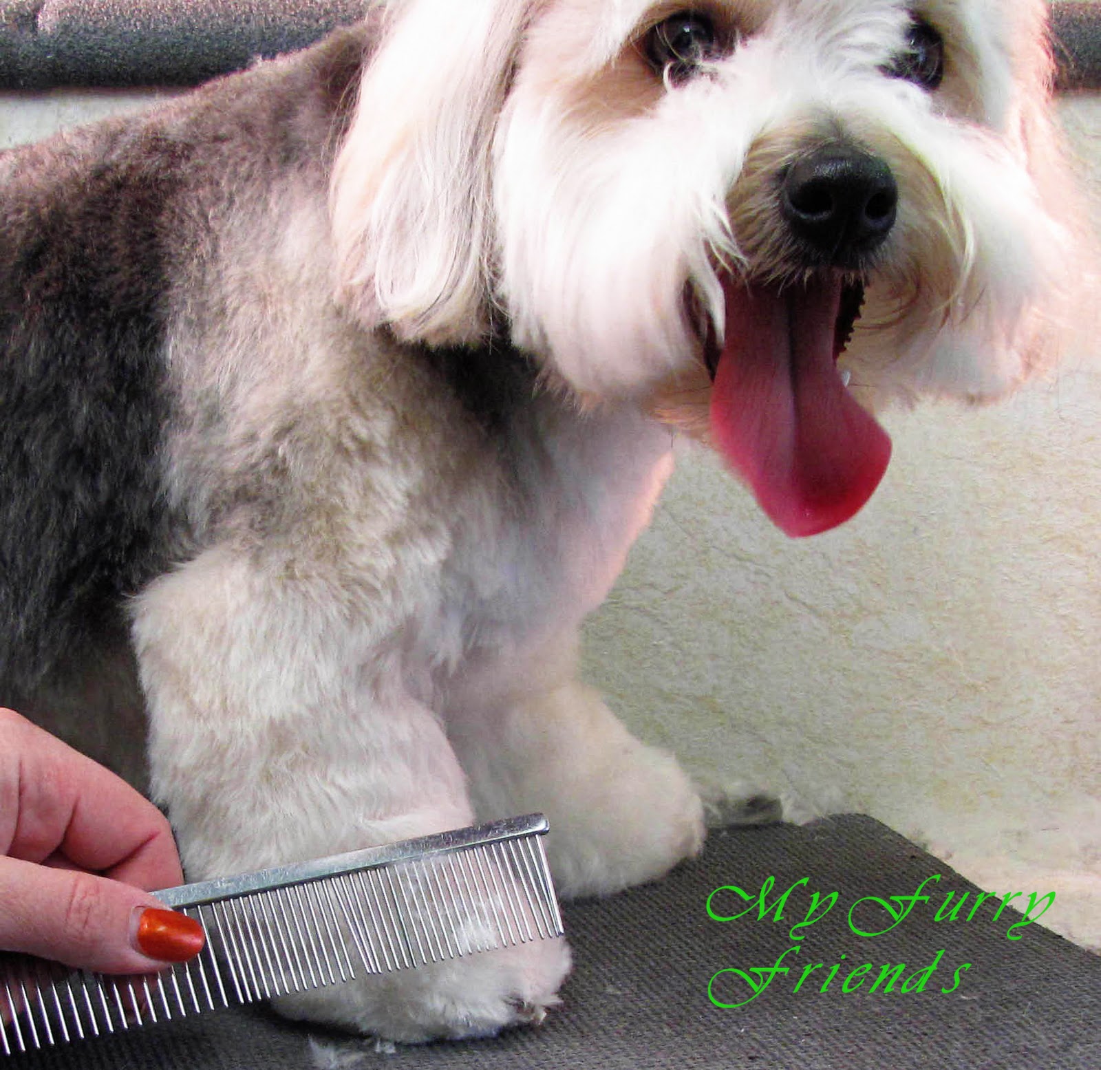 Pet Grooming The Good, The Bad, & The Furry Scissoring Feet & Legs