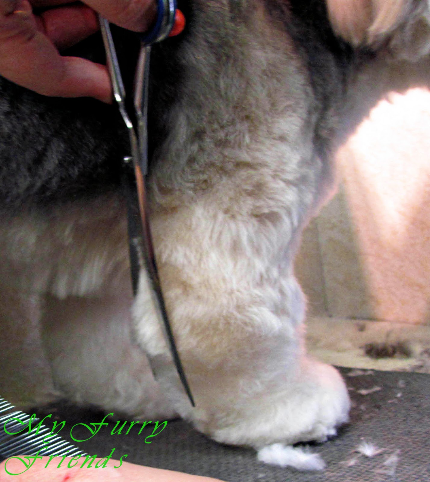 Pet Grooming The Good, The Bad, & The Furry Scissoring Feet & Legs