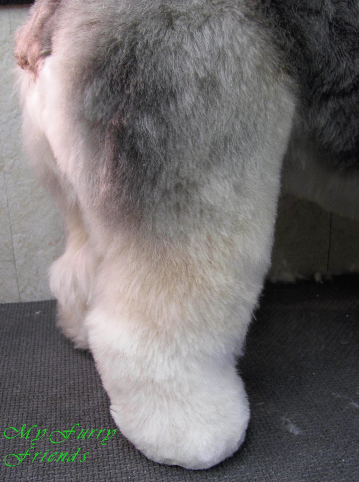 Pet Grooming The Good, The Bad, & The Furry Scissoring Feet & Legs