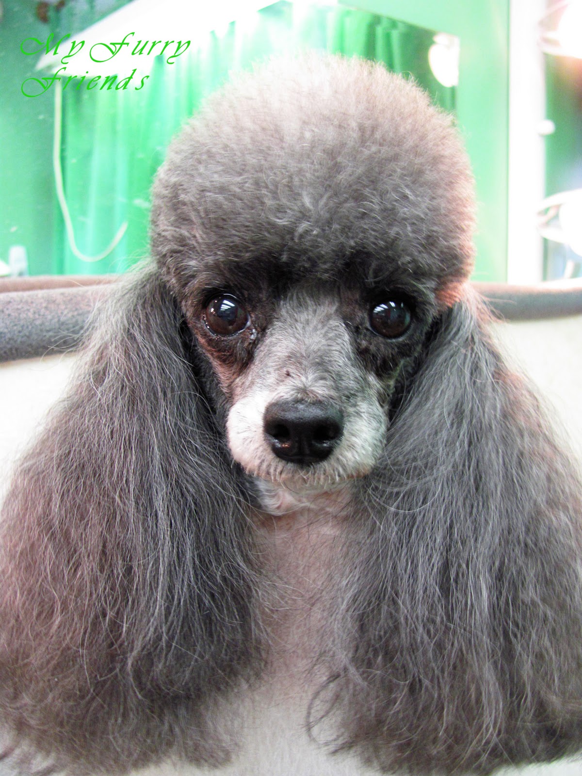 Pet Grooming The Good, The Bad, & The Furry Tuesdays Tip 11 Big Sexy Hair