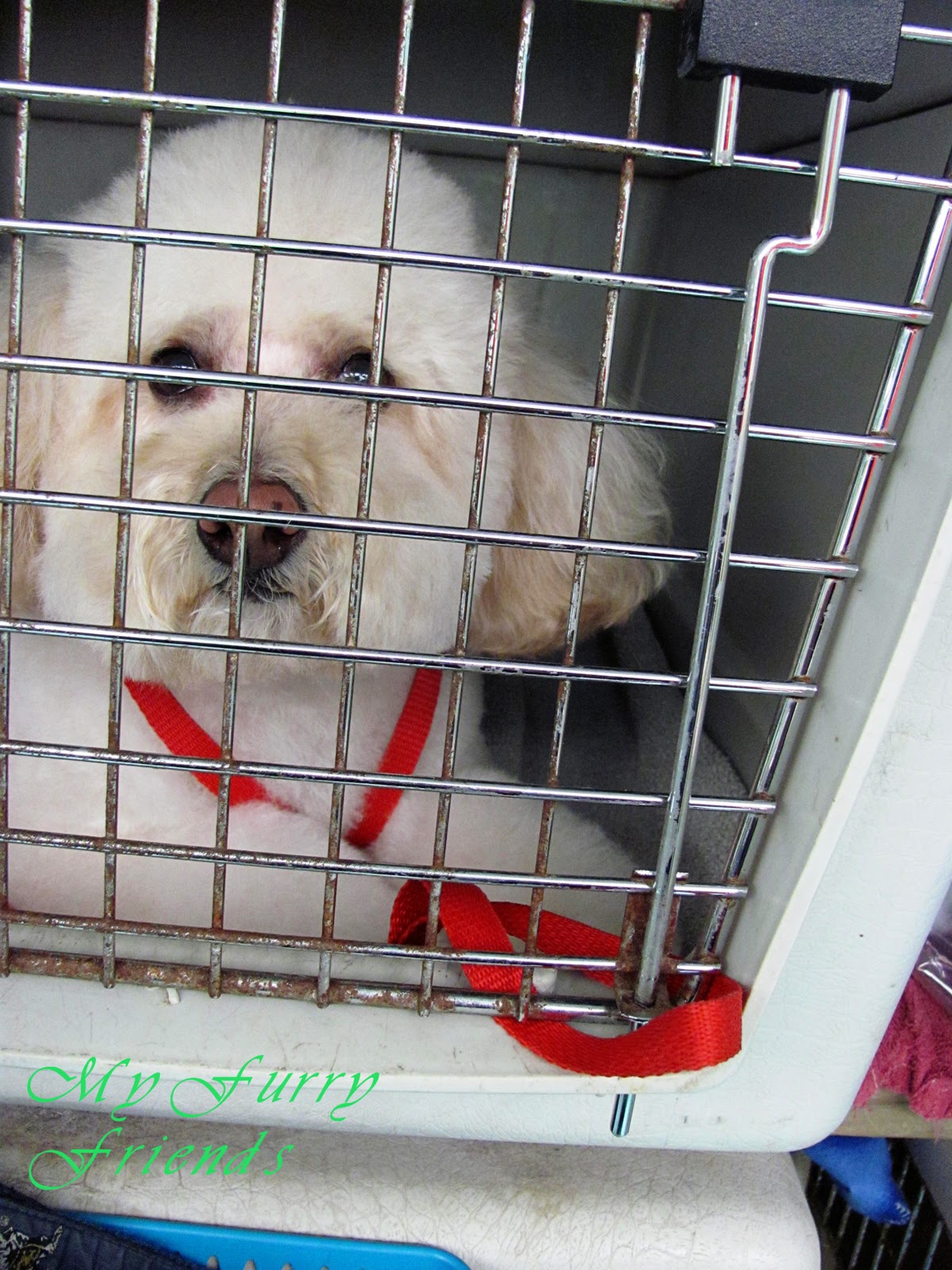 Pet Grooming The Good, The Bad, & The Furry Tuesdays Tip 10 Kennel