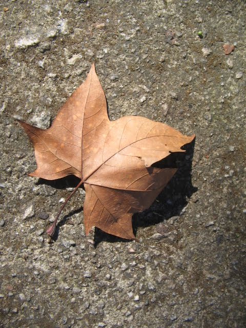 [IMG_1602.JPG]
