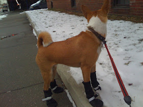 thick shiba