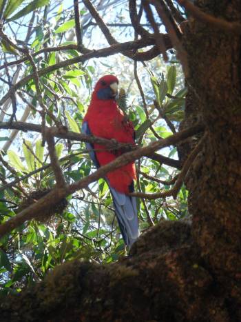 [Parrot+1.jpg]