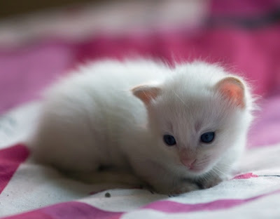 Cute White Kittens