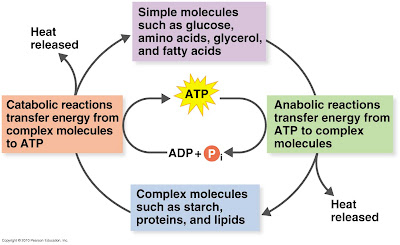 Anabolic and catabolic reactions in a cell