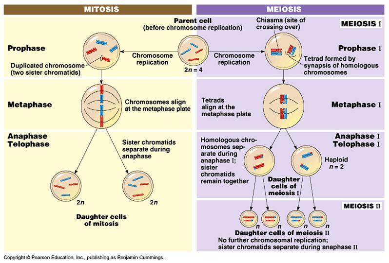 external image mitosis%2520vs%2520meiosis%5B1%5D.jpg