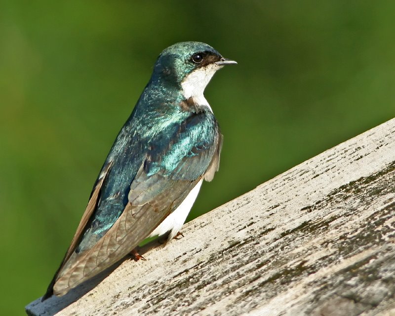 [Tree+Swallow]