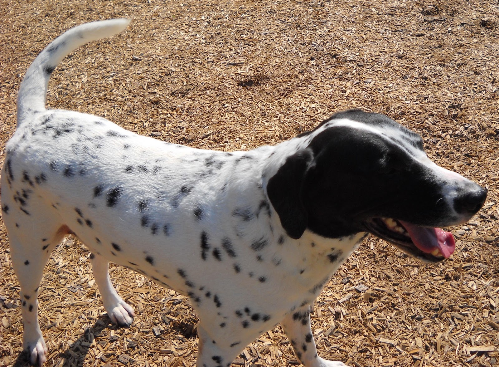 dalmatian rottweiler mix dalmatian rottweiler mix puppies www imgkid the image kid has it dalmatian rottweiler mix dalmatian rottweiler mix puppies www imgkid the image kid has it