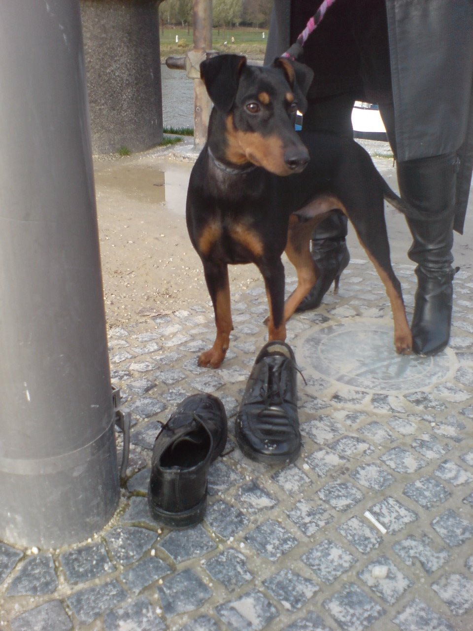 [Wiki+u.+ein+Paar+Schuhe.JPG]