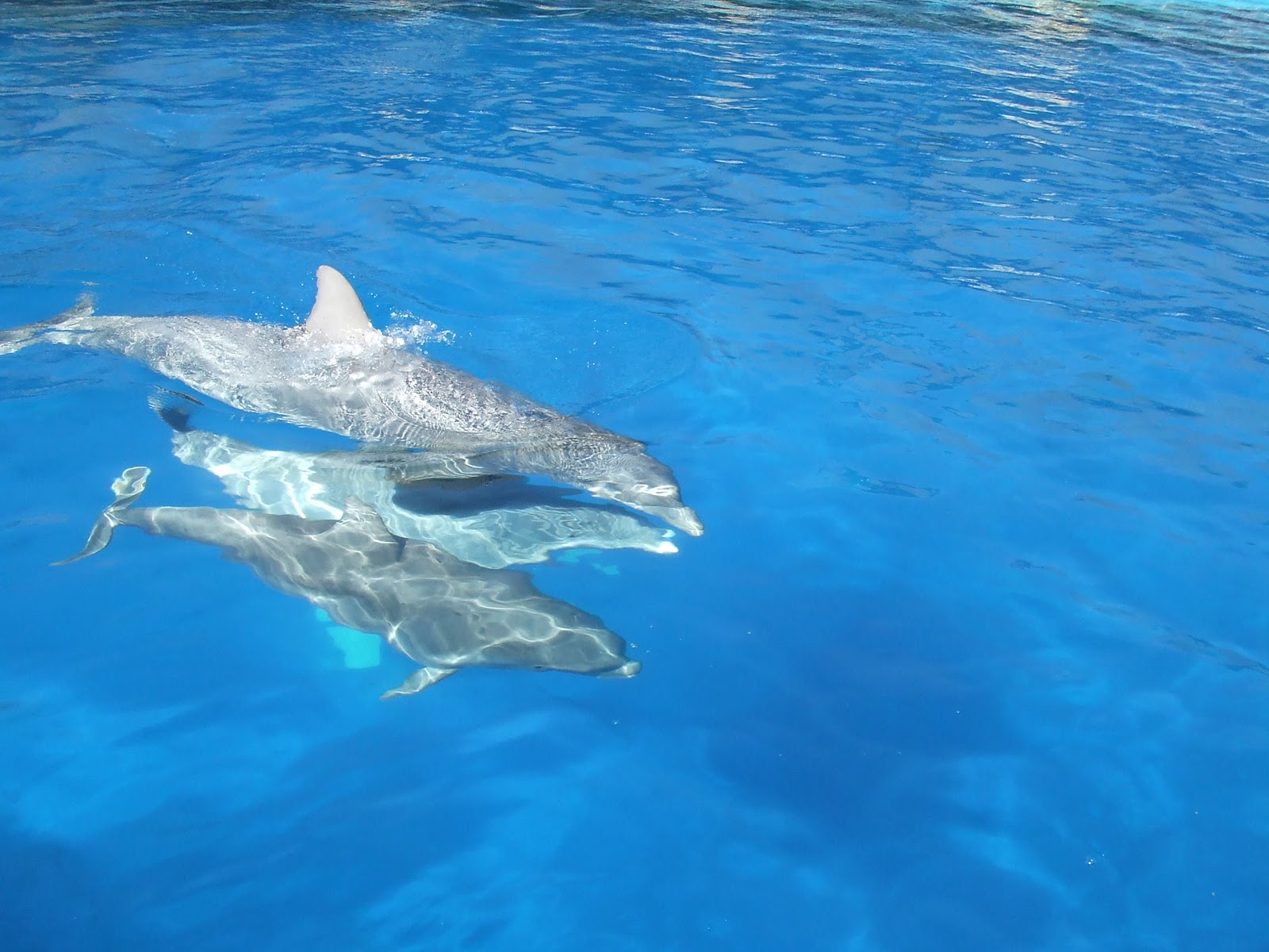 Delfines Besandose
