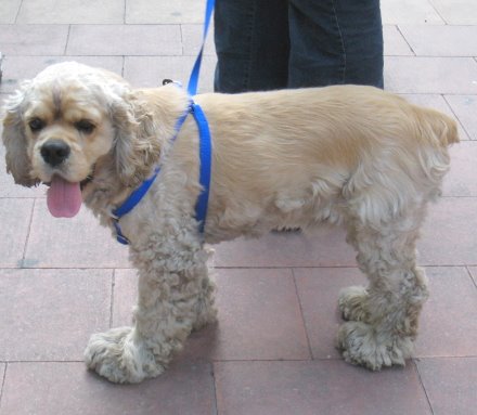 Riviera Dogs Summer Hair Cut