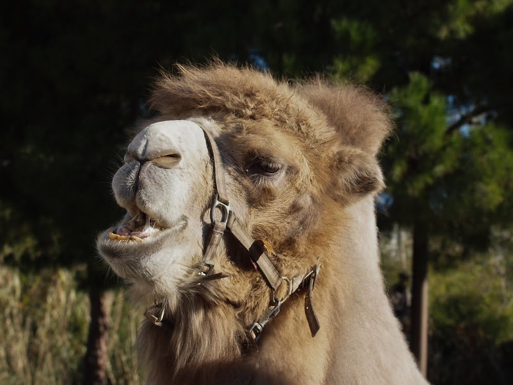 camel face
