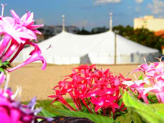 [circo+flores.jpg]