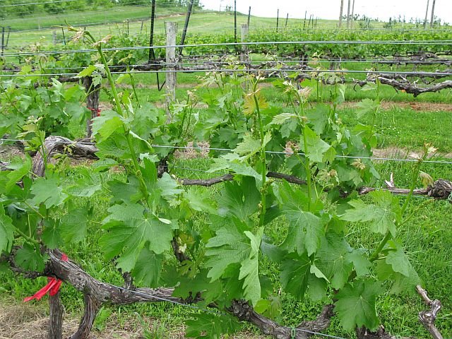 [2009+05+365+Cab+sauvignon.jpg]