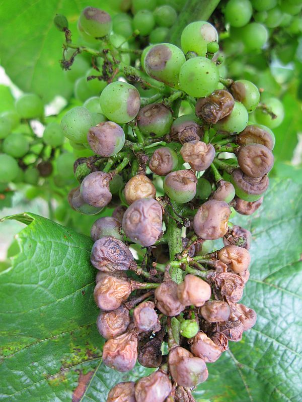 [2009+07+052+black+rot+berry.jpg]