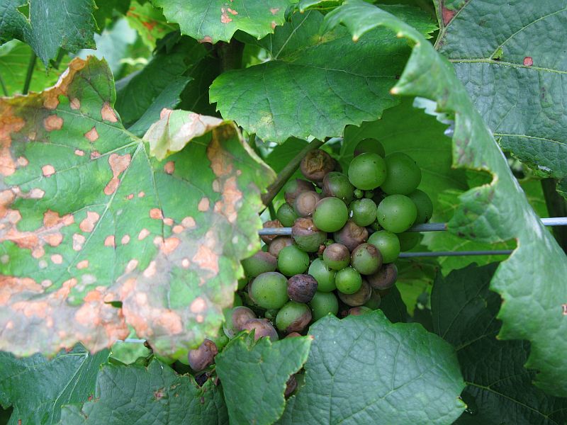 [2009+07+034+black+rot+leaf+and+berry.jpg]