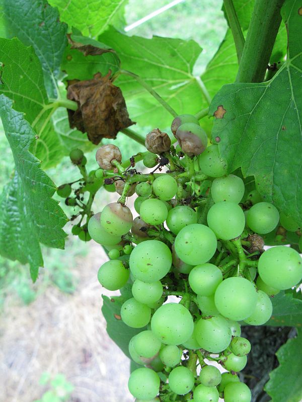 [2009+06+191+black+rot+berry1.jpg]