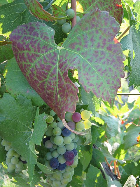 [2009+08+494leafroll.jpg]