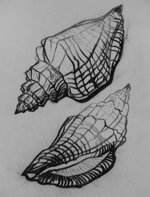 Contour Line Drawing Shell : Foundation drawing section y line