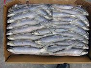 Ikan Susu Segar